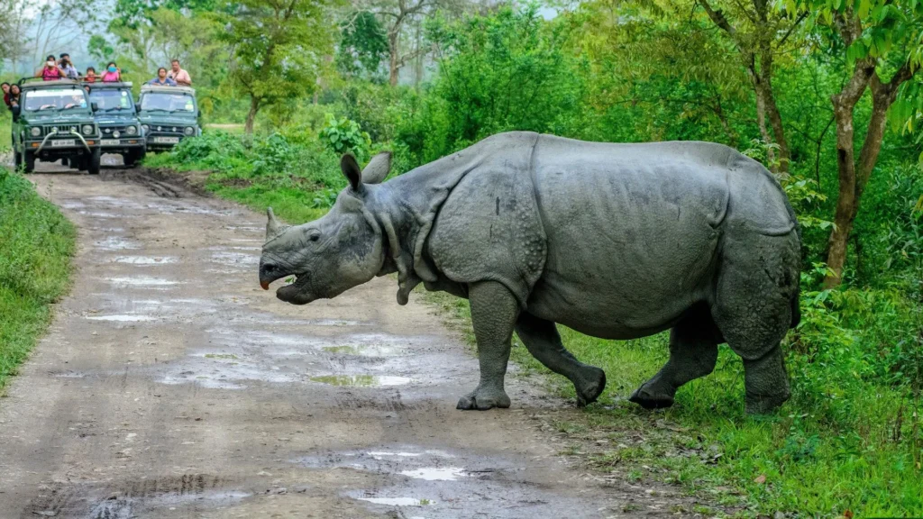 Why Kaziranga is the Ultimate Wildlife Destination in India?